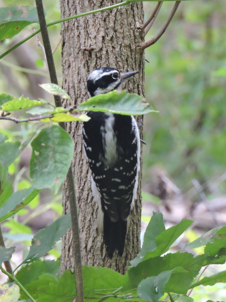 Hairy Woodpecker - ML624269809