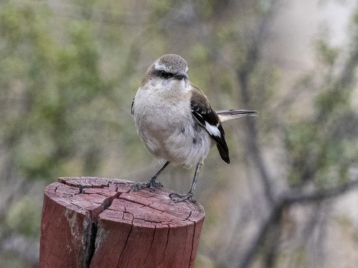 Brown-backed Mockingbird - ML624269811