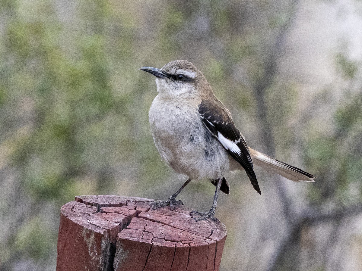 Brown-backed Mockingbird - ML624269812