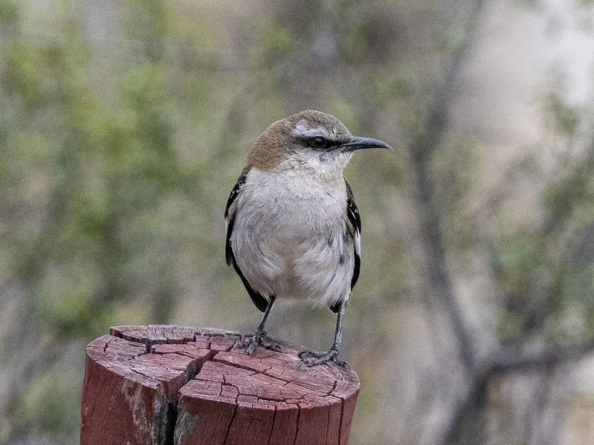 Brown-backed Mockingbird - ML624269813