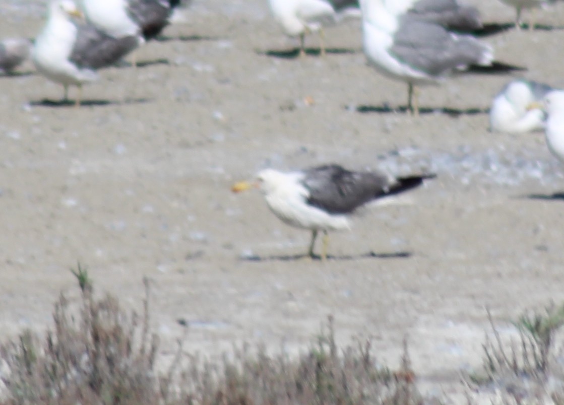 gull sp. - ML624269835