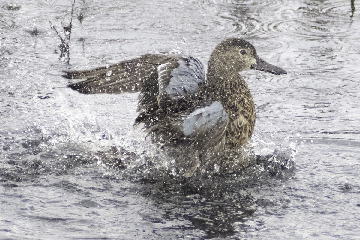 Blue-winged Teal - ML624269856