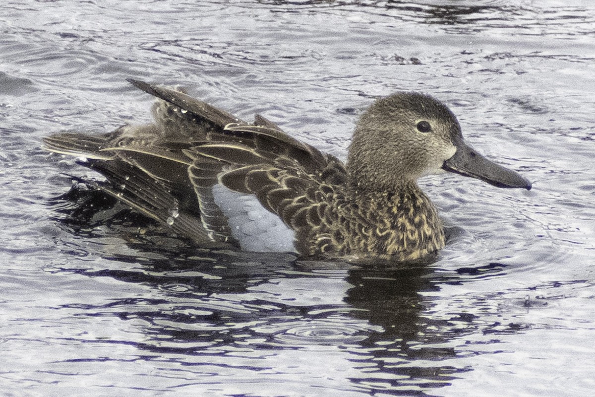 Blue-winged Teal - ML624269860