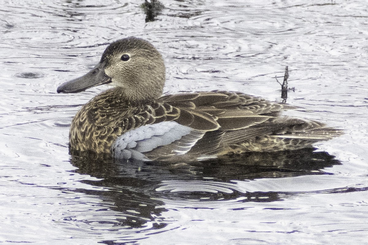 Blue-winged Teal - ML624269861