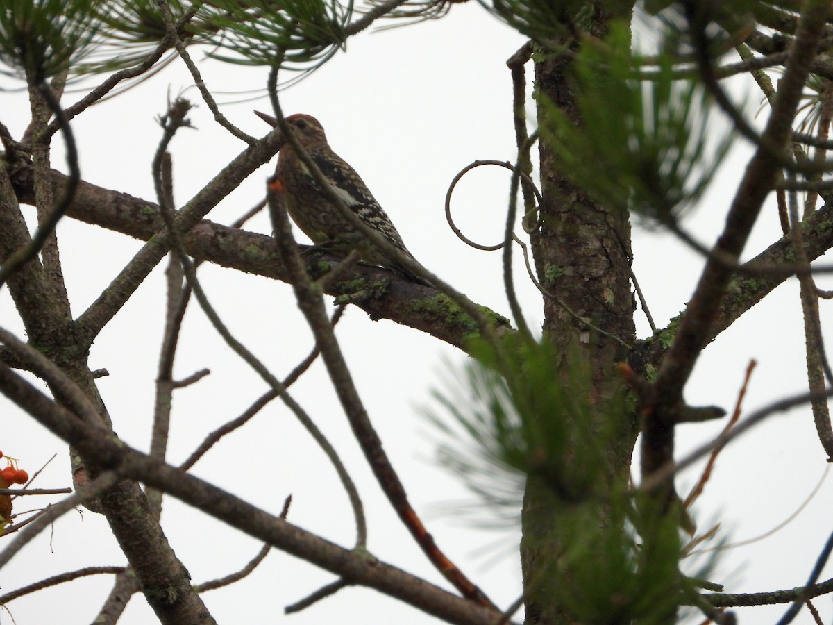 Yellow-bellied Sapsucker - ML624269865