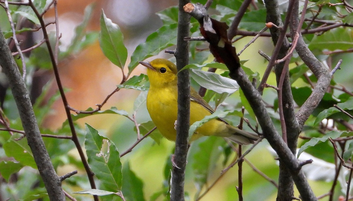 Hooded Warbler - ML624269875