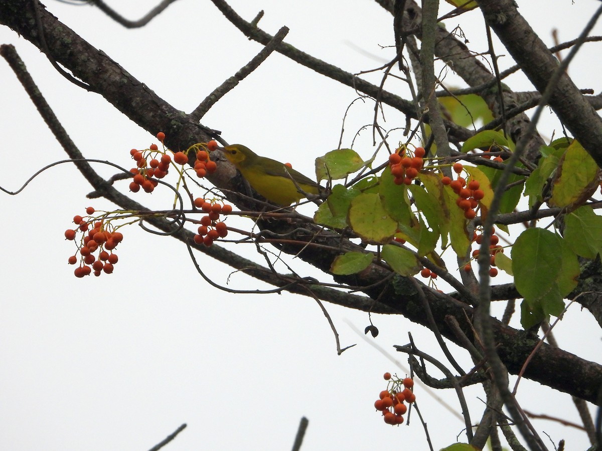 Hooded Warbler - ML624269876