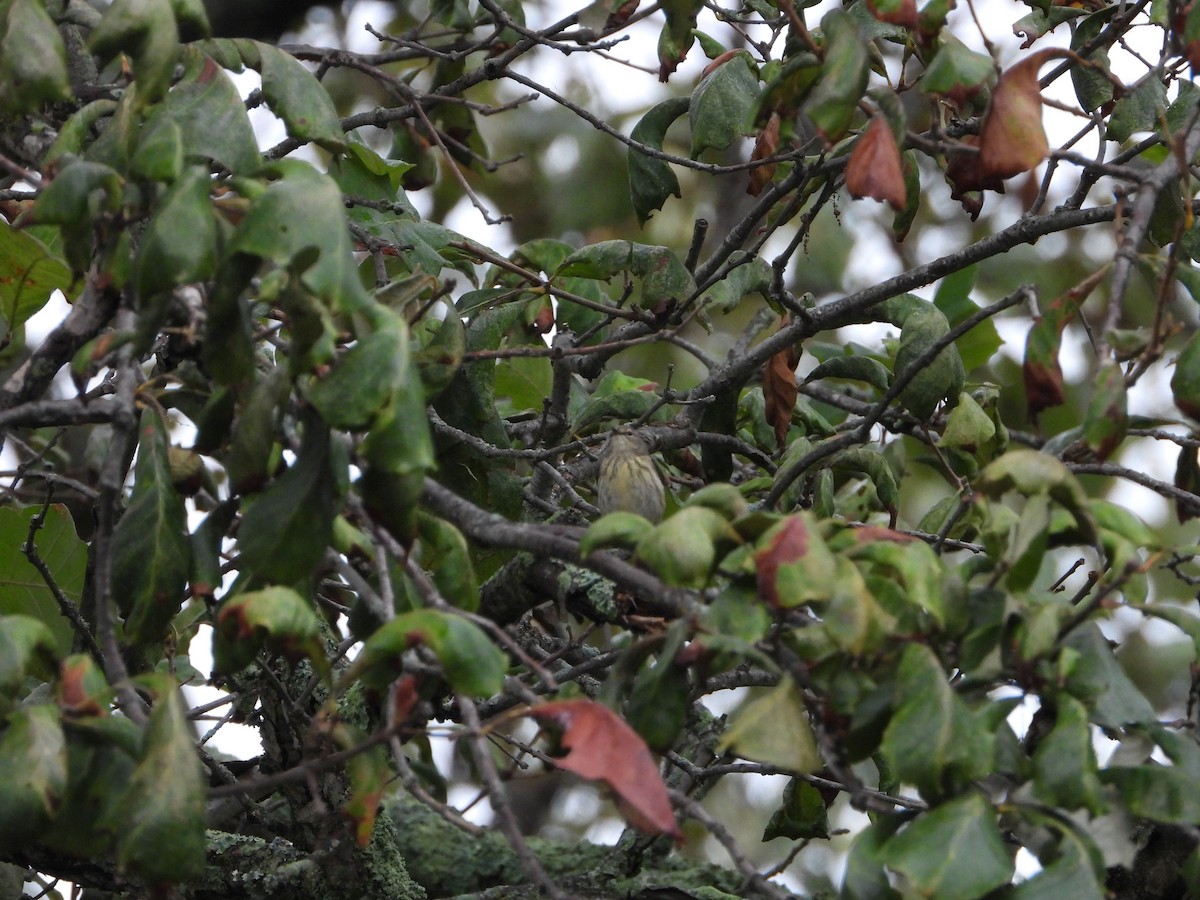 Cape May Warbler - ML624269896