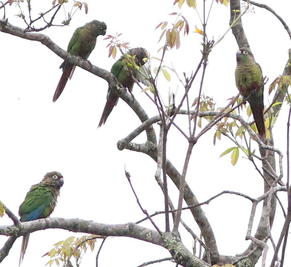 Maroon-bellied Parakeet - Dave Czaplak