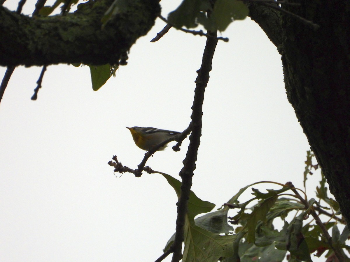 Northern Parula - ML624269930
