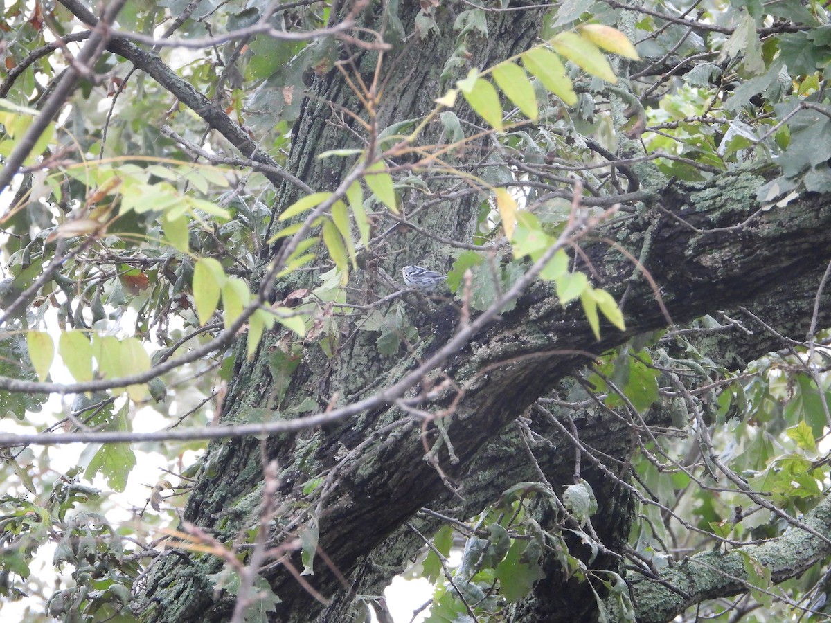 Black-and-white Warbler - ML624269932