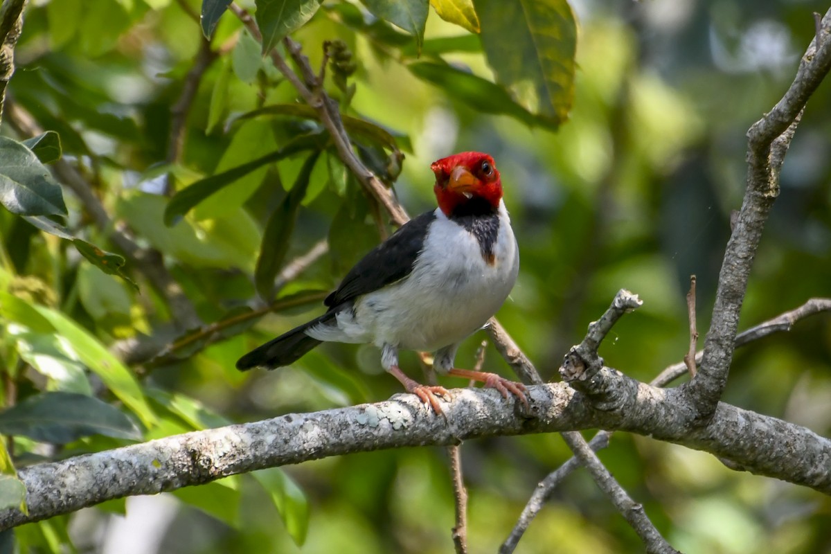 Yellow-billed Cardinal - ML624269945