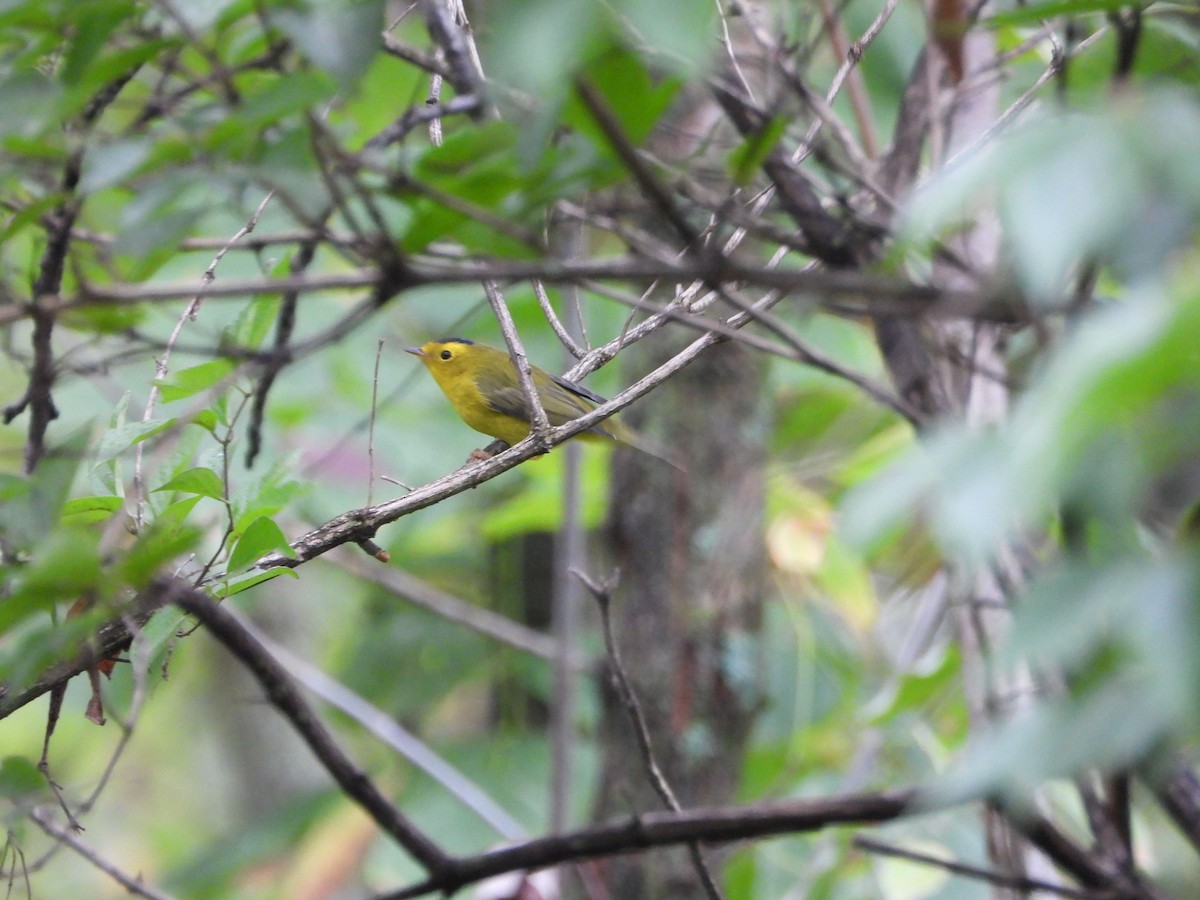 Wilson's Warbler - ML624269946
