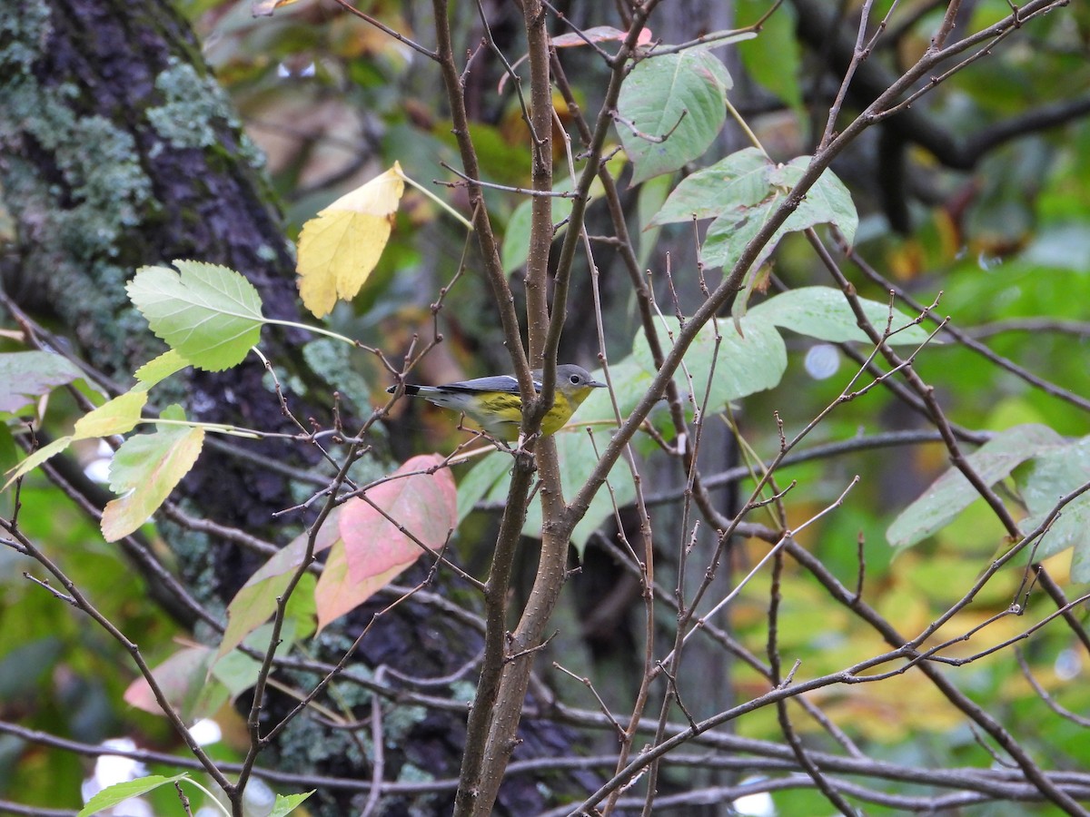 Magnolia Warbler - ML624269969