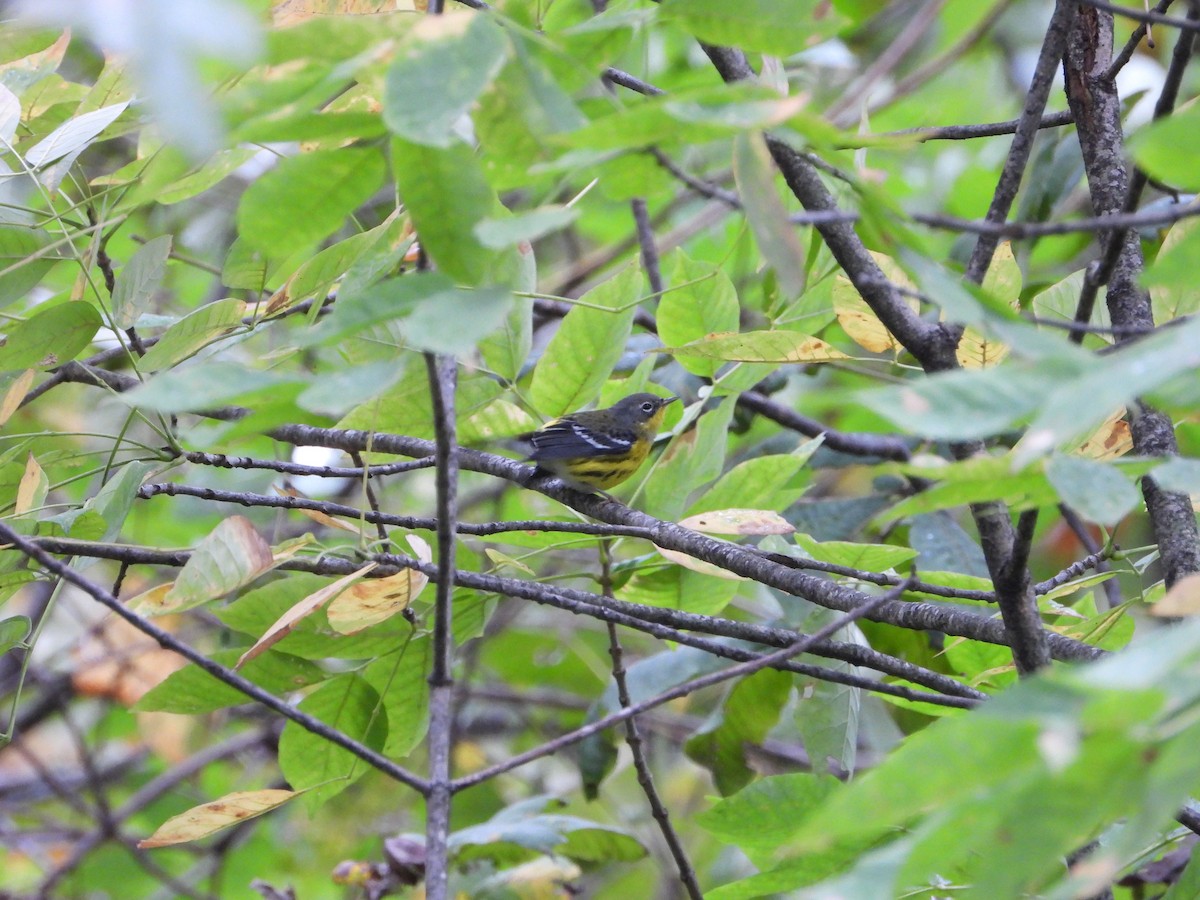Magnolia Warbler - ML624269970
