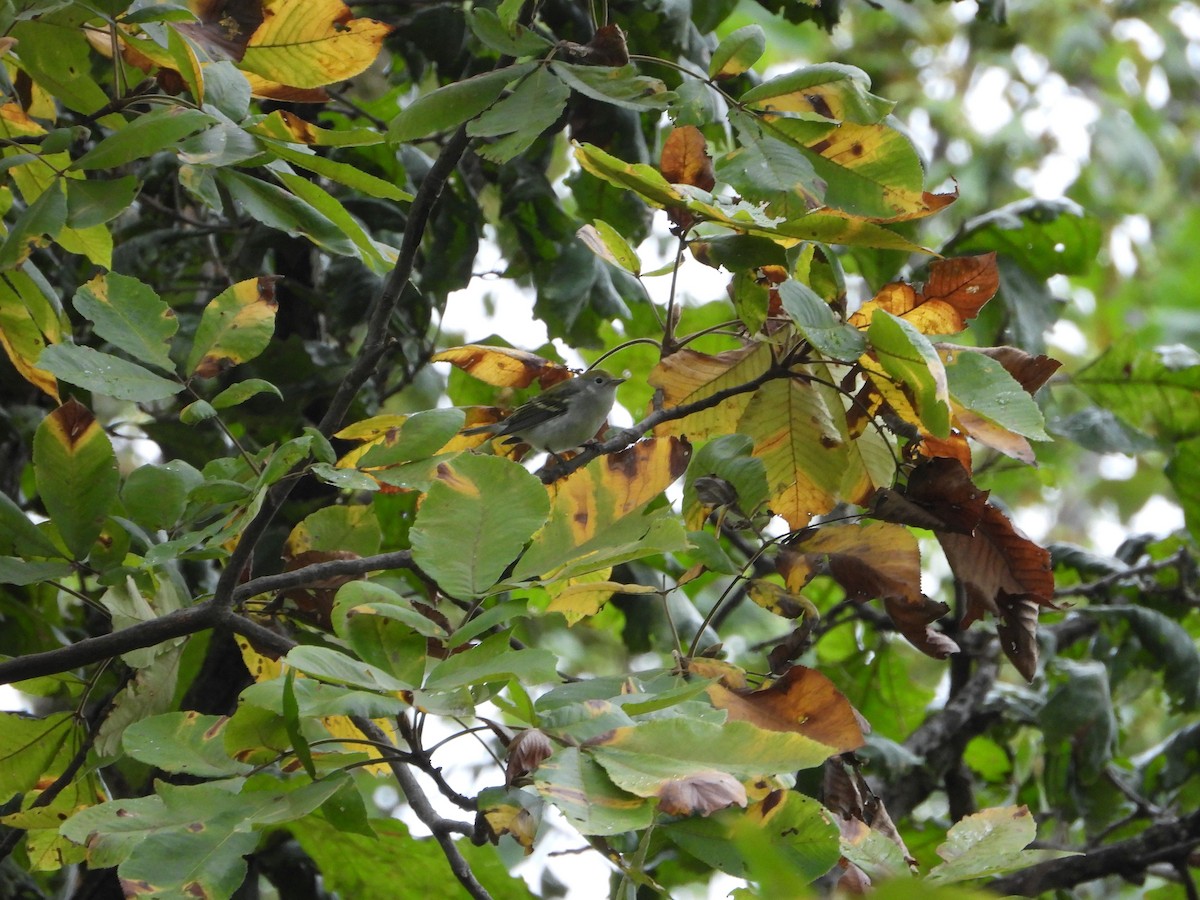 Chestnut-sided Warbler - ML624269980