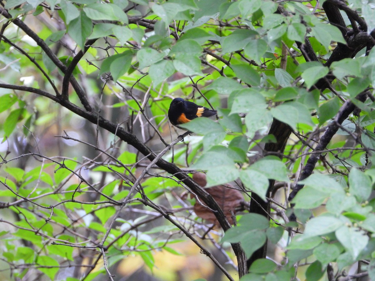 American Redstart - ML624269994