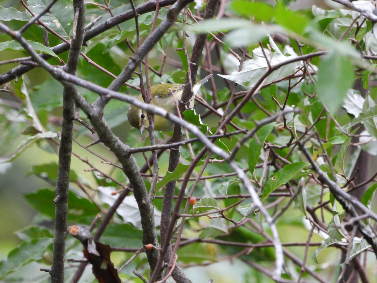 Tennessee Warbler - ML624270002