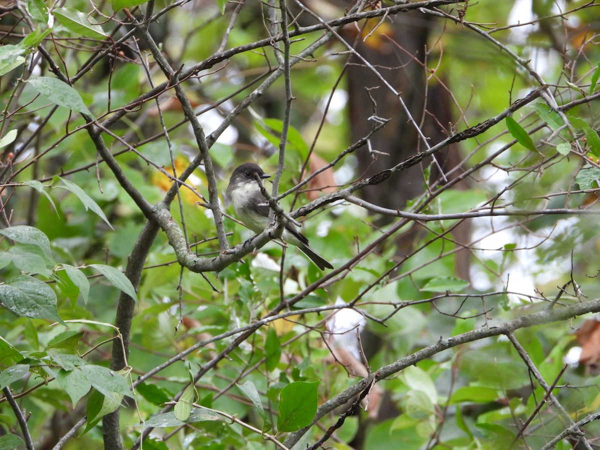 Eastern Phoebe - ML624270009