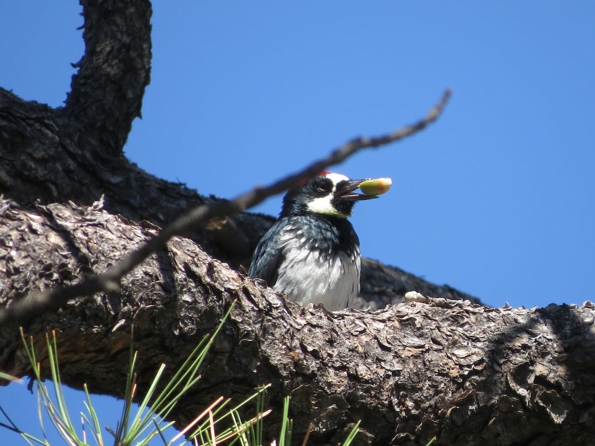 Acorn Woodpecker - ML624270043