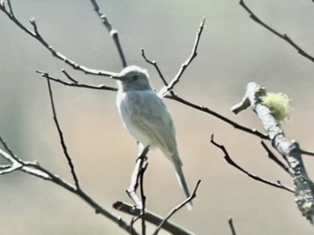 Black Phoebe - ML624270051