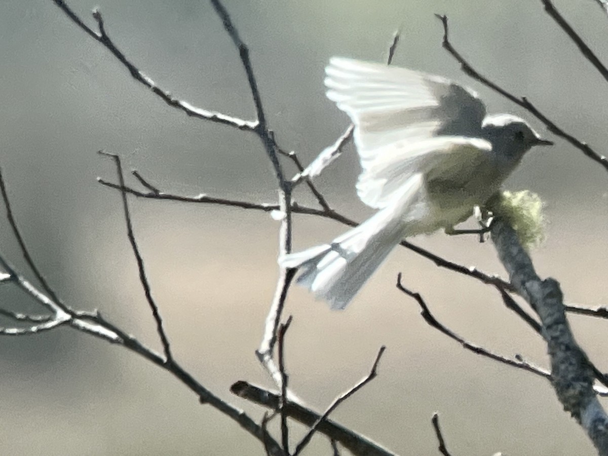 Black Phoebe - ML624270052