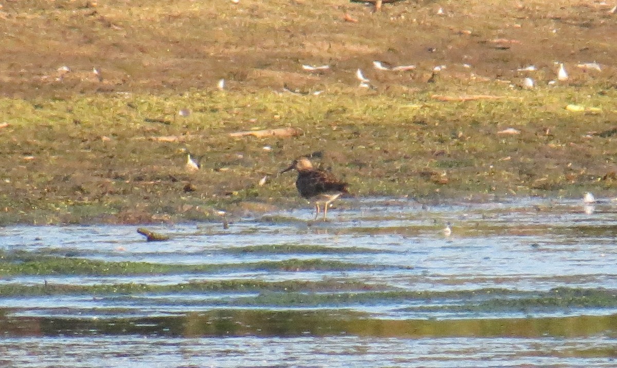 Pectoral Sandpiper - ML624270092