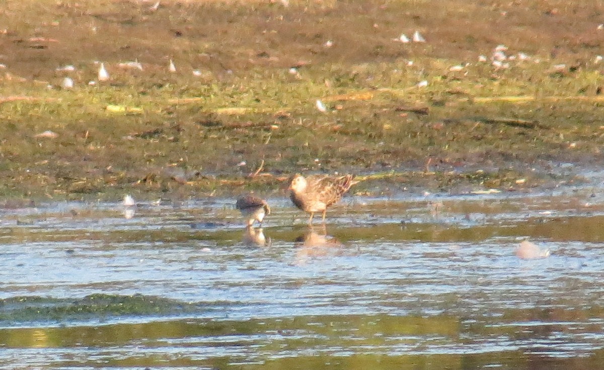 Pectoral Sandpiper - ML624270093