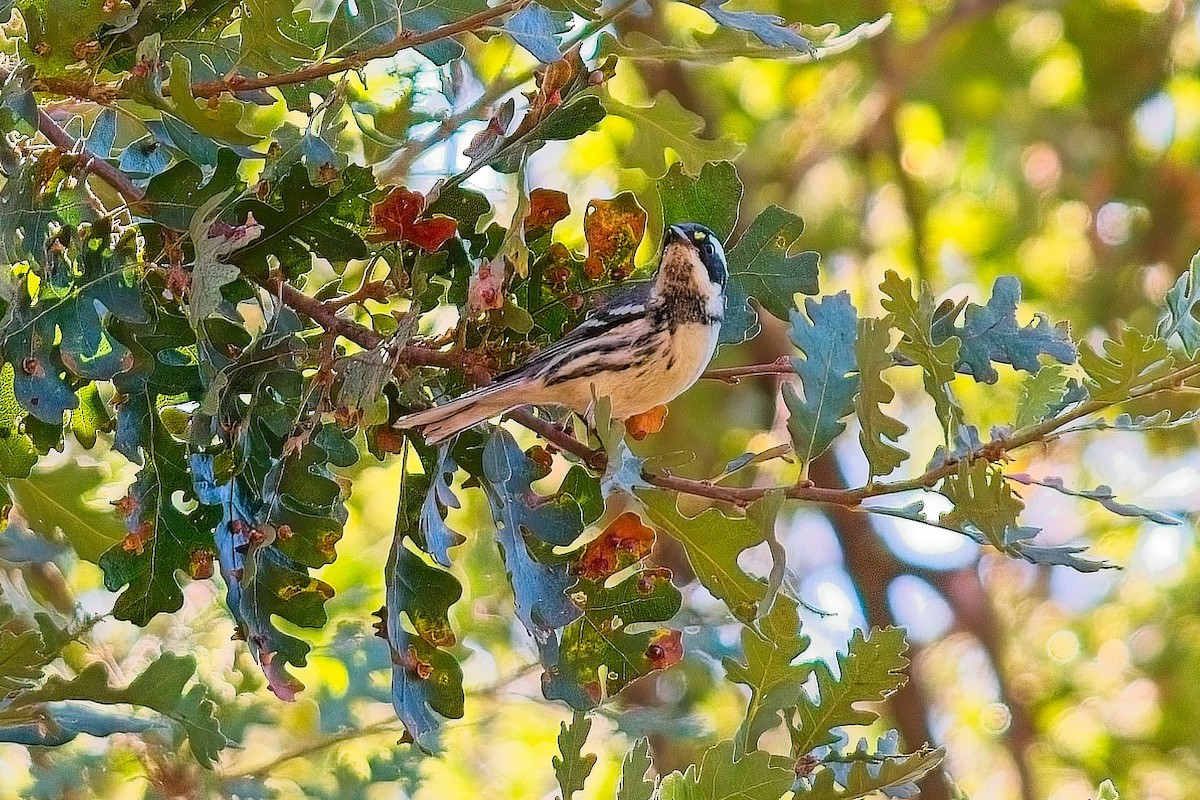 Black-throated Gray Warbler - ML624270095