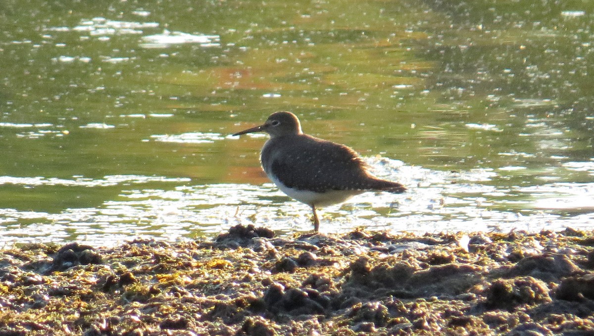 Solitary Sandpiper - ML624270096