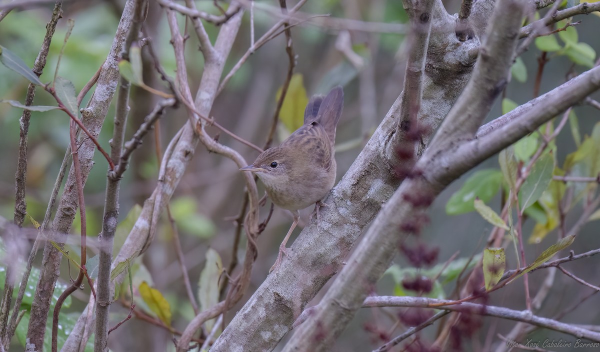 Common Grasshopper Warbler - ML624270097