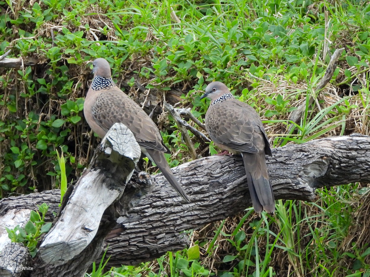 Spotted Dove - ML624270098