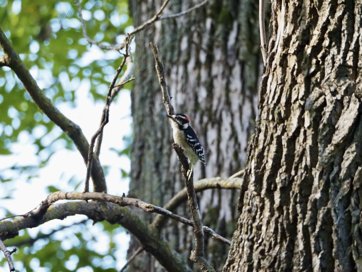 Downy Woodpecker - ML624270099