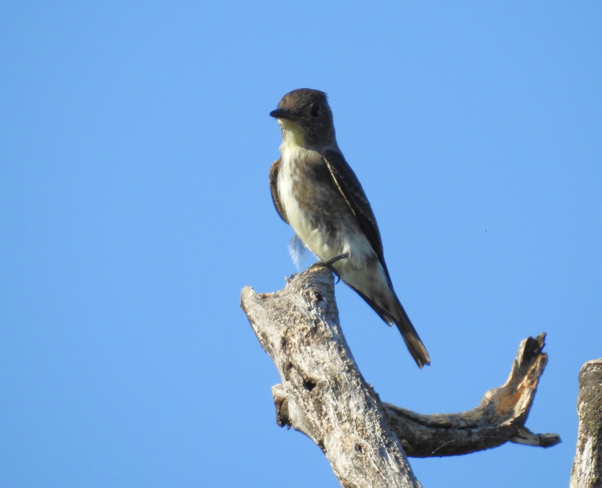 Olive-sided Flycatcher - ML624270100