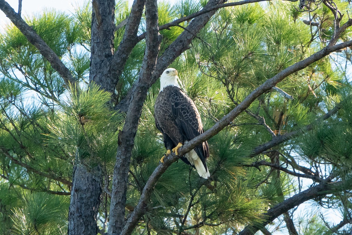 Bald Eagle - ML624270102