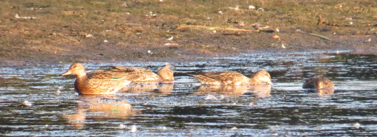 Green-winged Teal - ML624270104