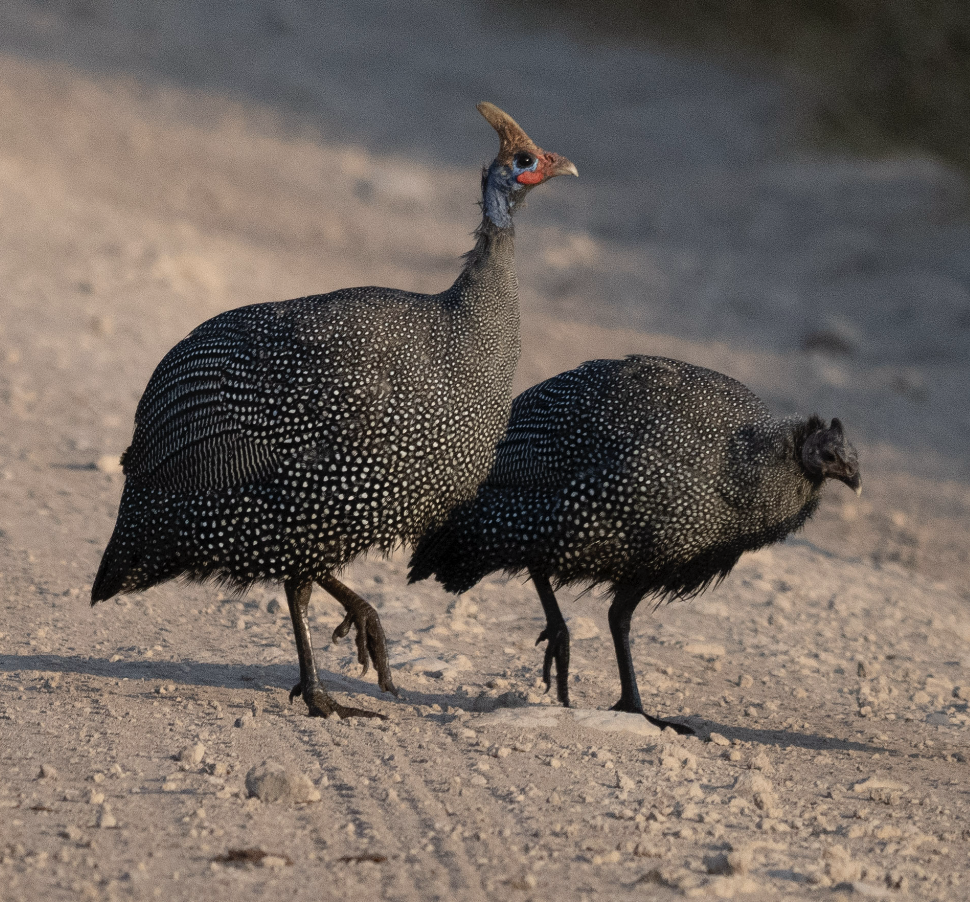 Helmeted Guineafowl - Anonymous