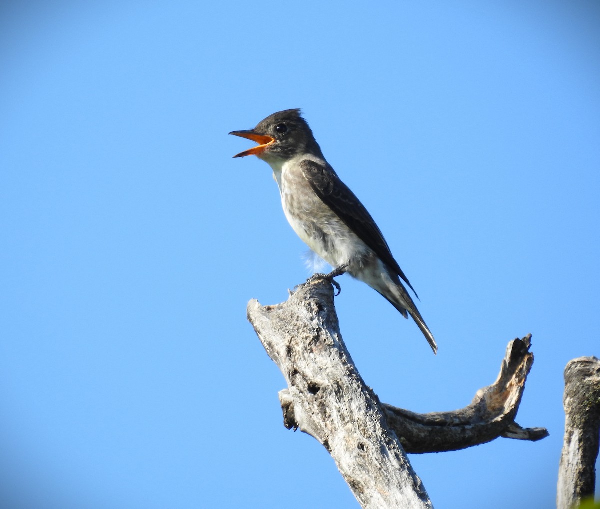 Olive-sided Flycatcher - ML624270107