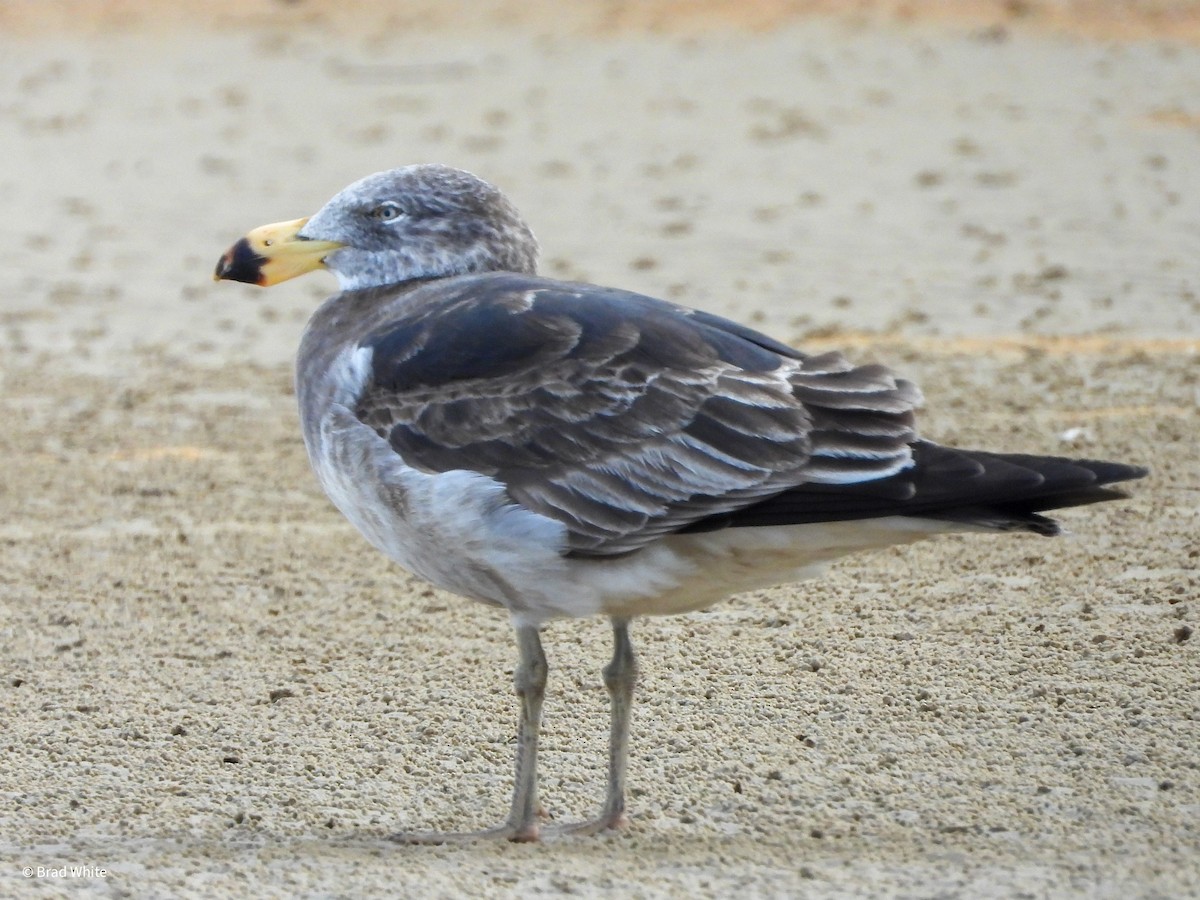 Pacific Gull - ML624270108