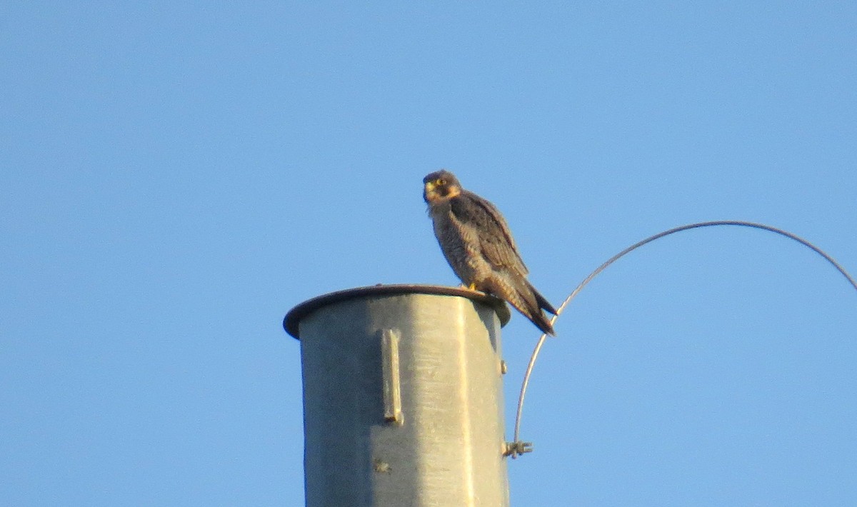 Peregrine Falcon - ML624270110