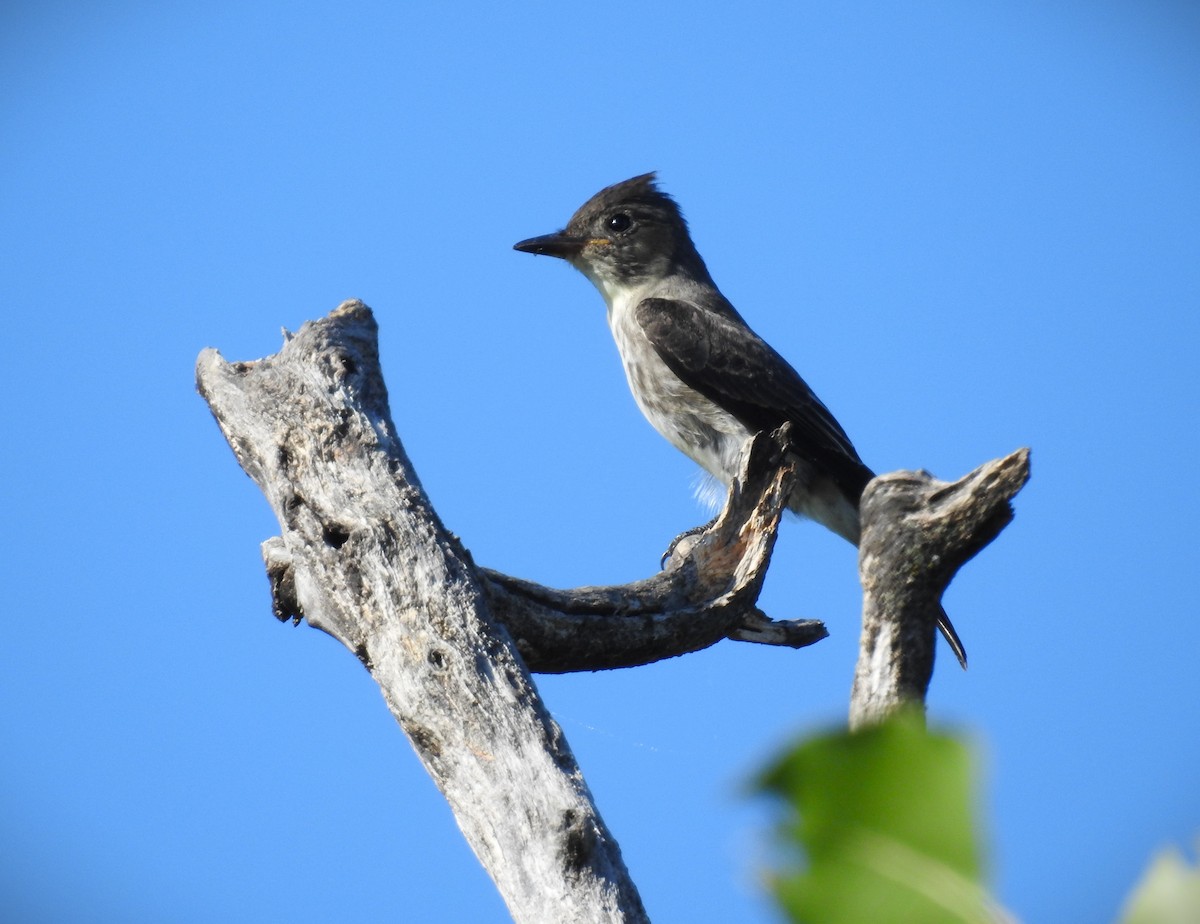 Olive-sided Flycatcher - Caden Williams