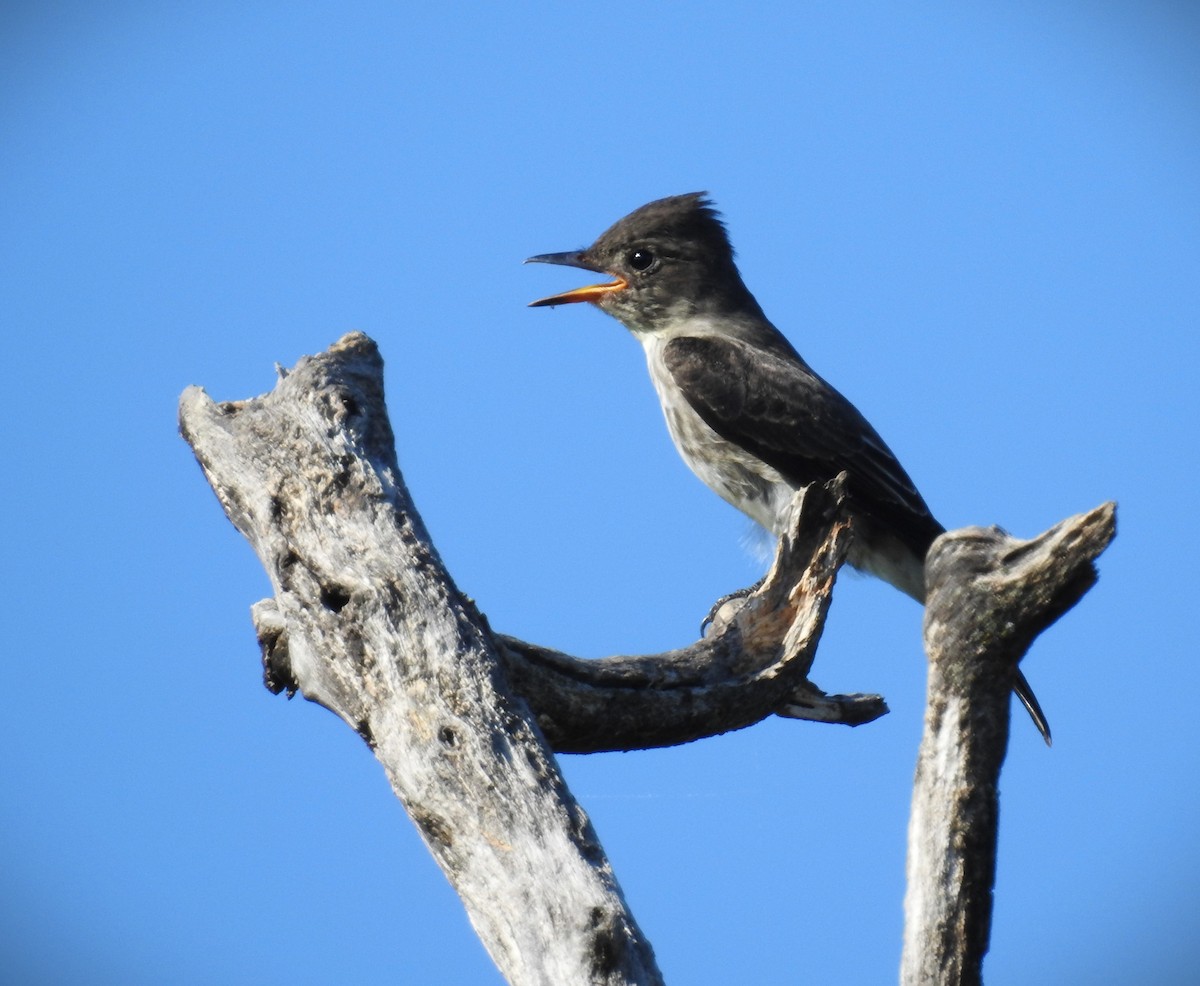 Olive-sided Flycatcher - ML624270114