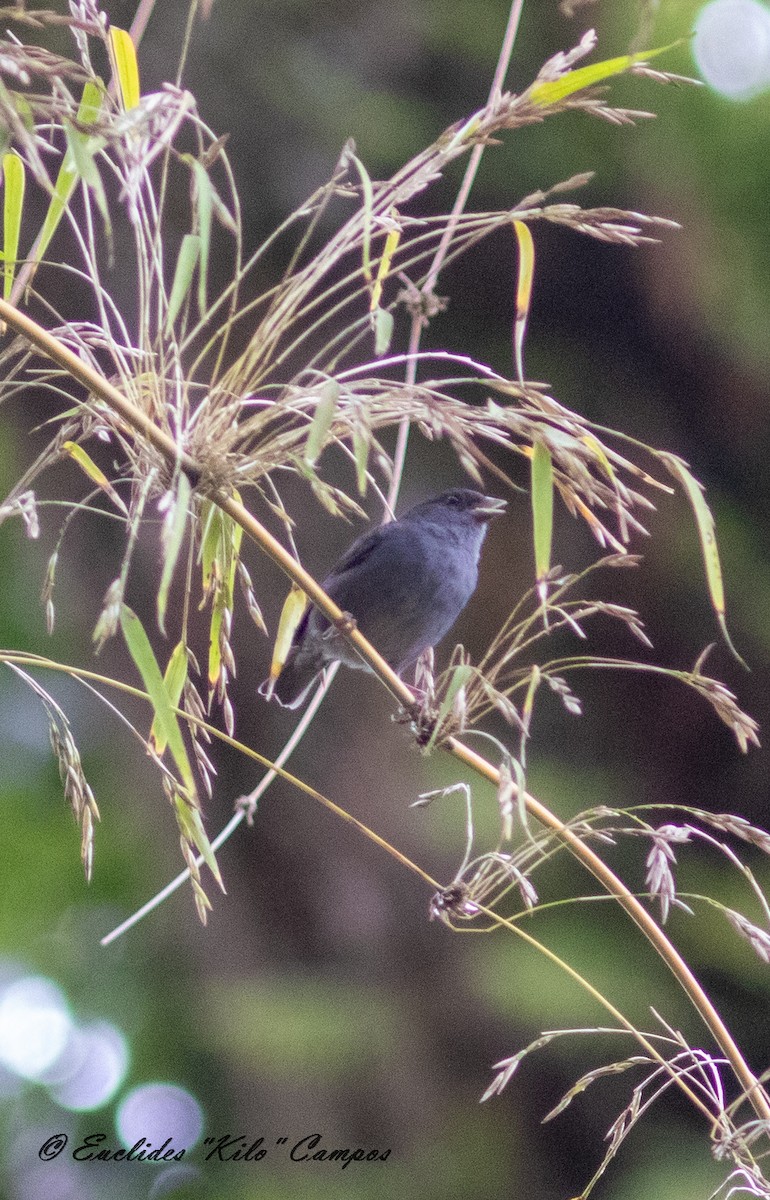 Slaty Finch - ML624270115