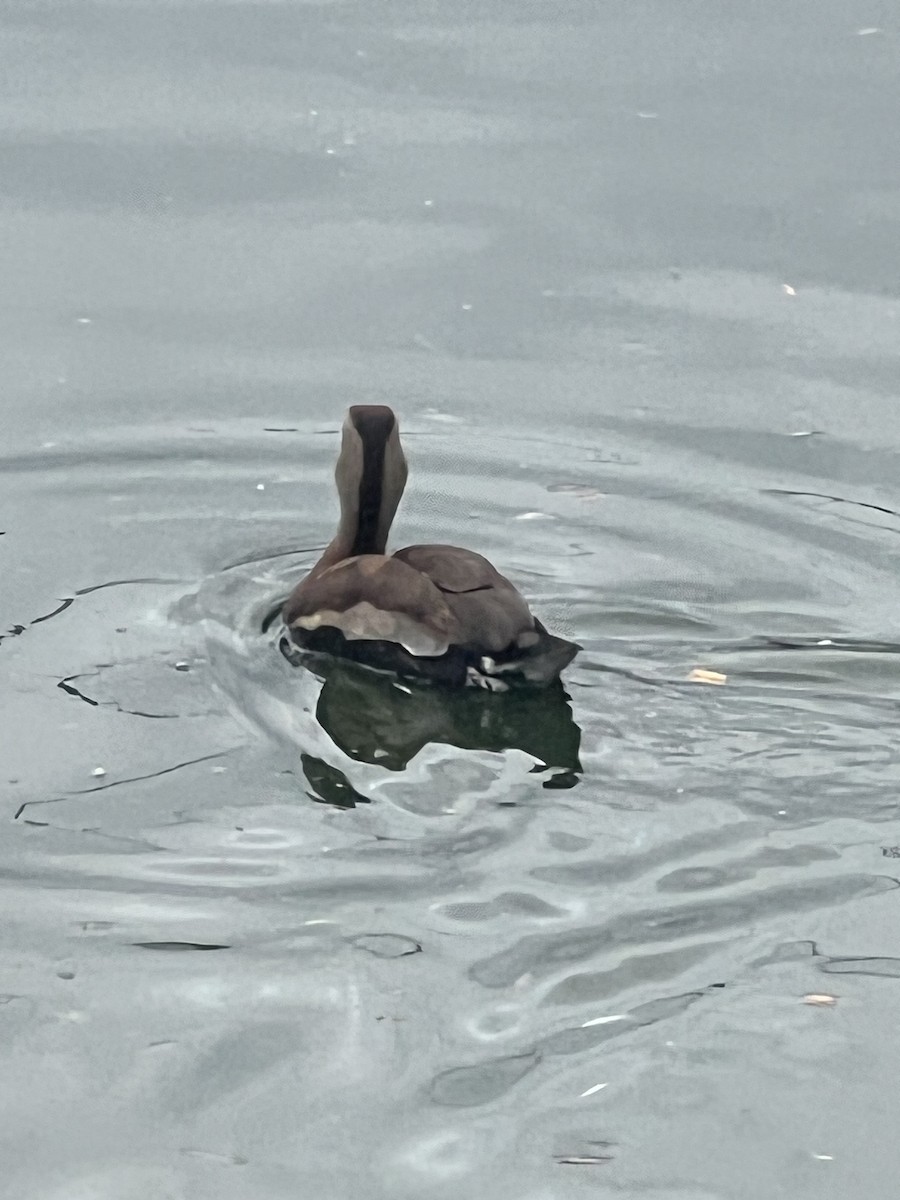 Black-bellied Whistling-Duck - ML624270278