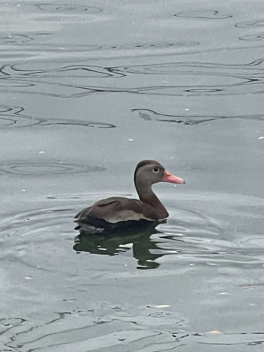 Black-bellied Whistling-Duck - ML624270279