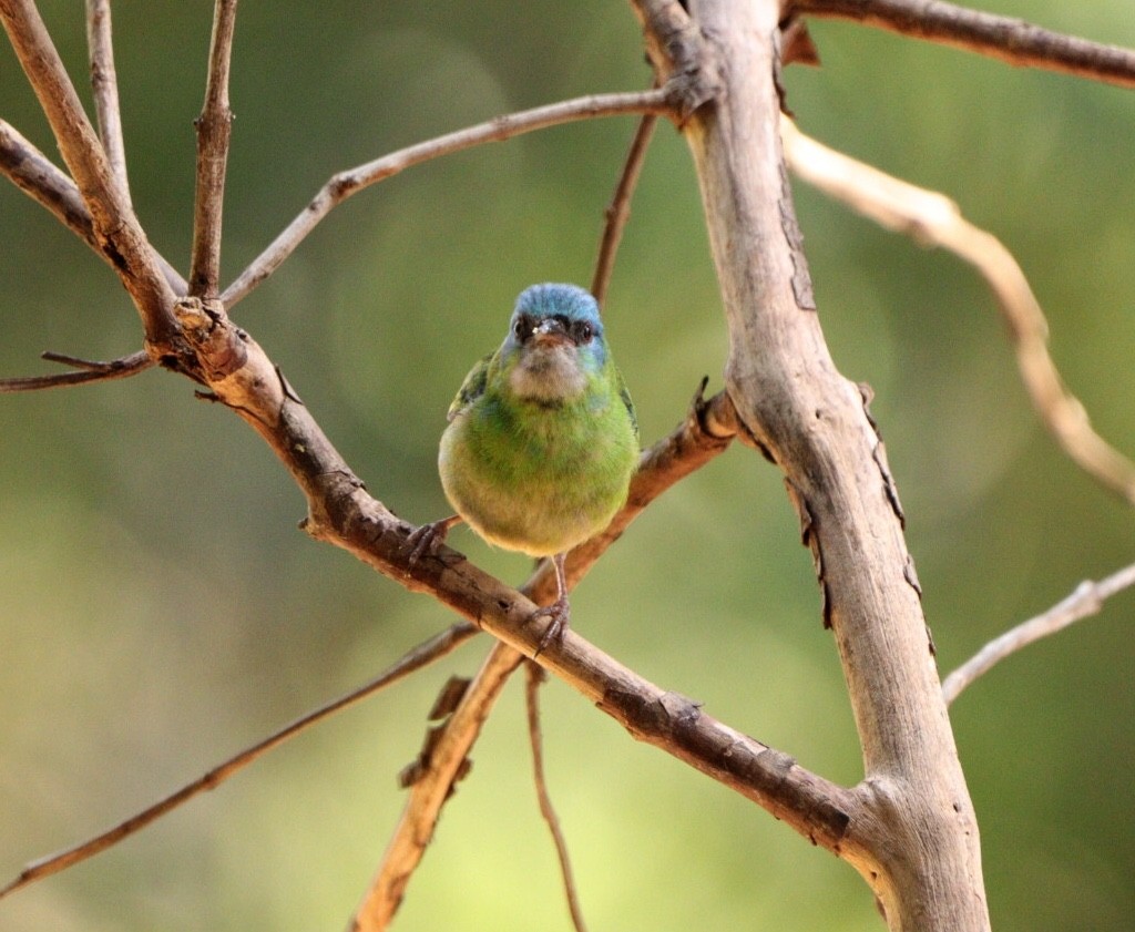 Dacnis bleu - ML624270293