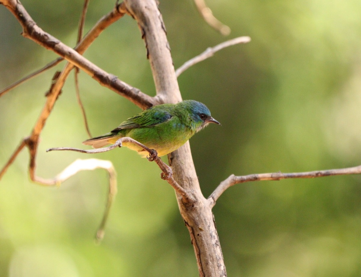 Blue Dacnis - Rubélio Souza