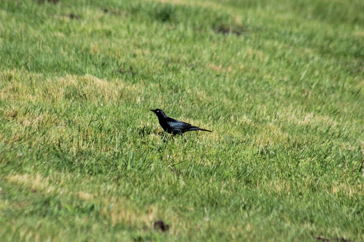 Brewer's Blackbird - ML624270364