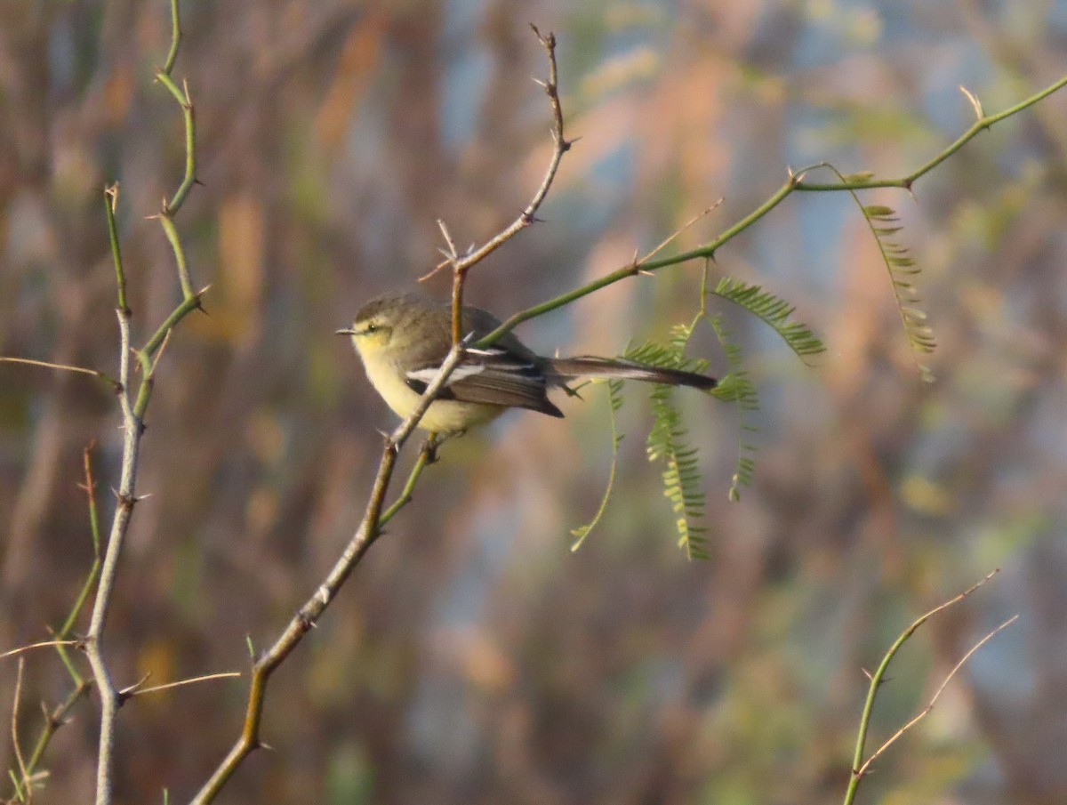 Greater Wagtail-Tyrant - Jeff Hopkins