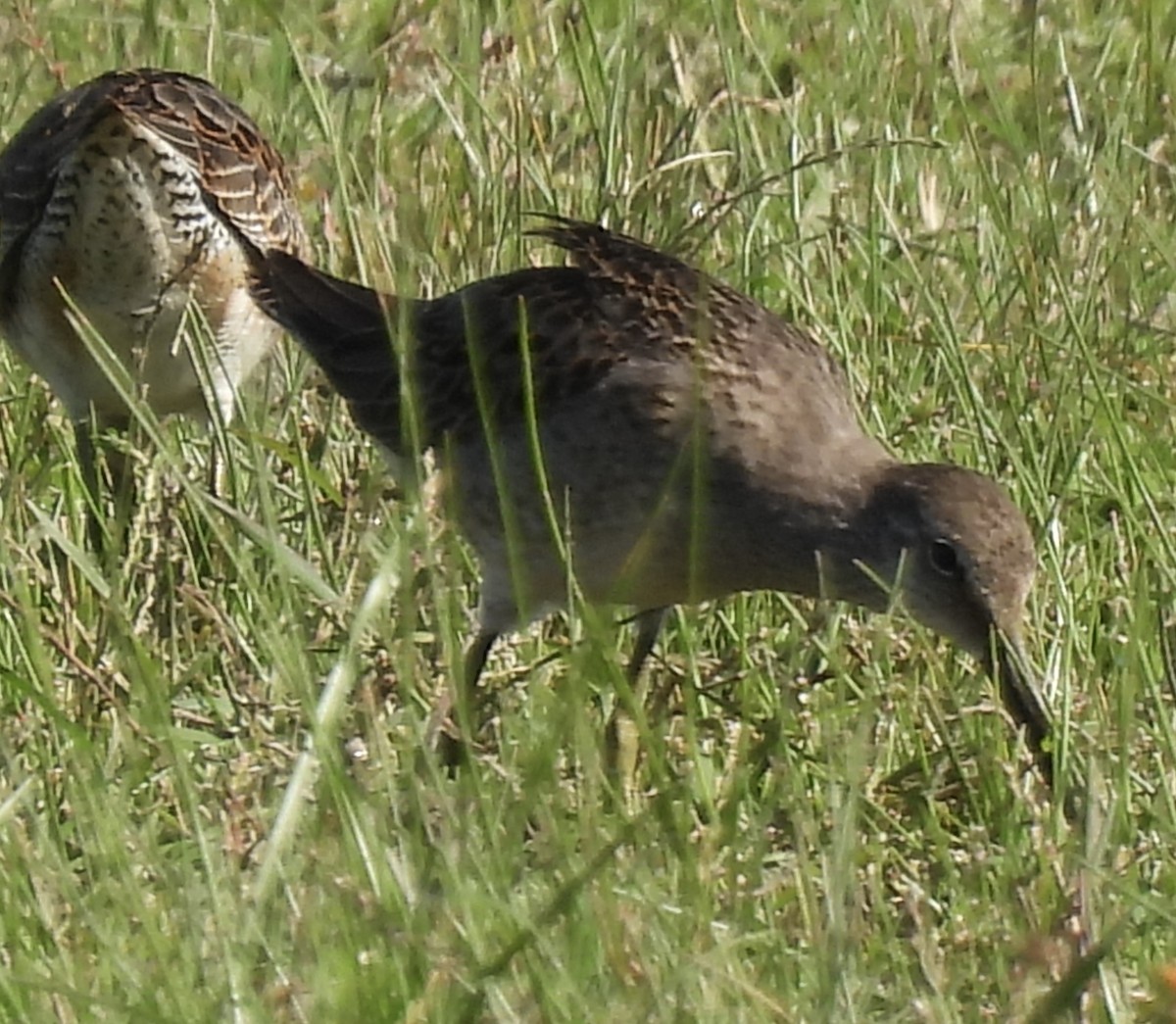 Long-billed Dowitcher - Denise Hughes